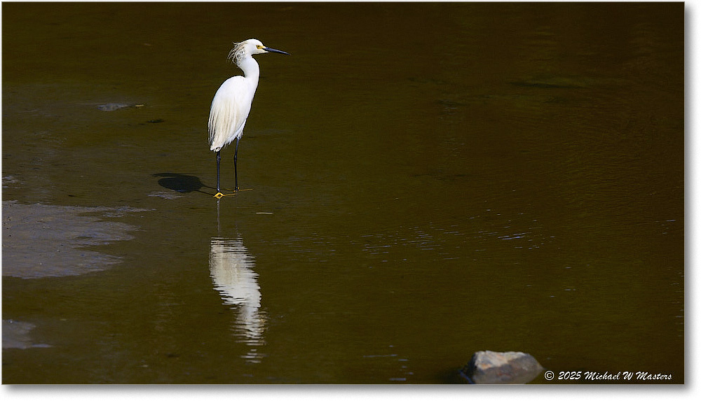 SnowyEgret_ChincoteagueNWR_2025Jun_R5D02079