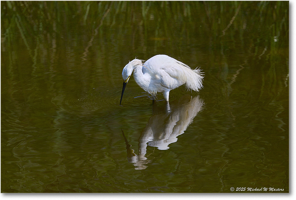 SnowyEgret_ChincoteagueNWR_2025Jun_R5D02101