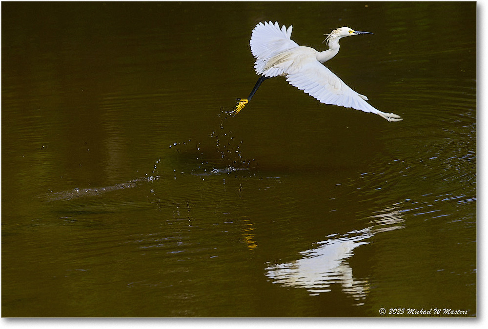 SnowyEgret_ChincoteagueNWR_2025Jun_R5D02106