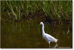 SnowyEgret_ChincoteagueNWR_2025Jun_R5A25635
