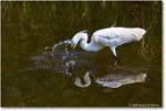 SnowyEgret_ChincoteagueNWR_2025Jun_R5A25641