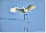SnowyEgret_ChincoteagueNWR_2025Jun_R5C04059