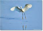SnowyEgret_ChincoteagueNWR_2025Jun_R5C04060