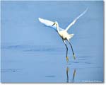 SnowyEgret_ChincoteagueNWR_2025Jun_R5C04067