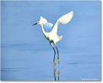 SnowyEgret_ChincoteagueNWR_2025Jun_R5C04073