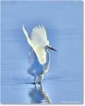 SnowyEgret_ChincoteagueNWR_2025Jun_R5C04136