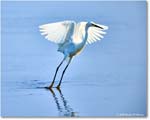 SnowyEgret_ChincoteagueNWR_2025Jun_R5C04141