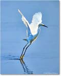SnowyEgret_ChincoteagueNWR_2025Jun_R5C04142