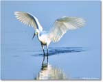 SnowyEgret_ChincoteagueNWR_2025Jun_R5C04191