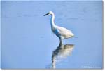 SnowyEgret_ChincoteagueNWR_2025Jun_R5C04335