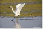 SnowyEgret_ChincoteagueNWR_2025Jun_R5C04504