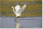SnowyEgret_ChincoteagueNWR_2025Jun_R5C04505