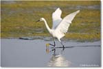 SnowyEgret_ChincoteagueNWR_2025Jun_R5C04510