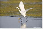 SnowyEgret_ChincoteagueNWR_2025Jun_R5C04511