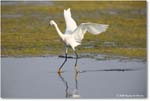 SnowyEgret_ChincoteagueNWR_2025Jun_R5C04517