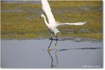 SnowyEgret_ChincoteagueNWR_2025Jun_R5C04518