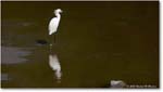 SnowyEgret_ChincoteagueNWR_2025Jun_R5D02079