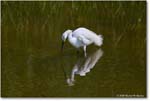 SnowyEgret_ChincoteagueNWR_2025Jun_R5D02101