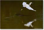 SnowyEgret_ChincoteagueNWR_2025Jun_R5D02106