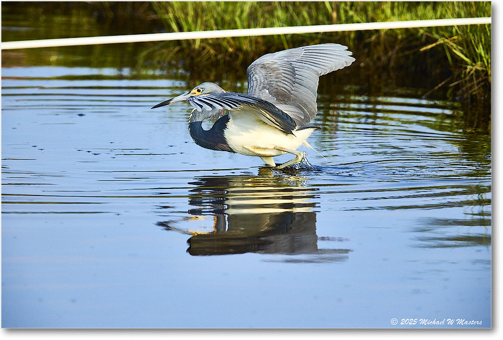 TricolorHeron_ChincoteagueNWR_2025Jun_R5C04728