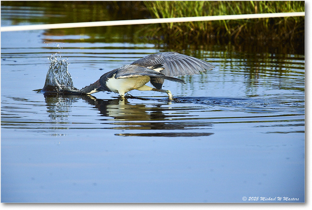 TricolorHeron_ChincoteagueNWR_2025Jun_R5C04737