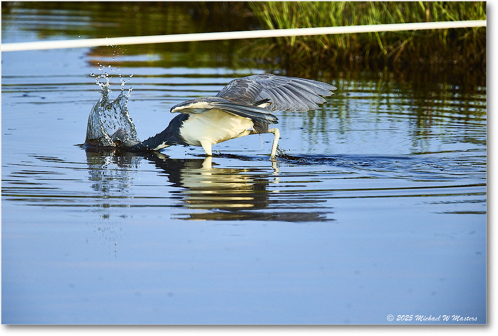 TricolorHeron_ChincoteagueNWR_2025Jun_R5C04738