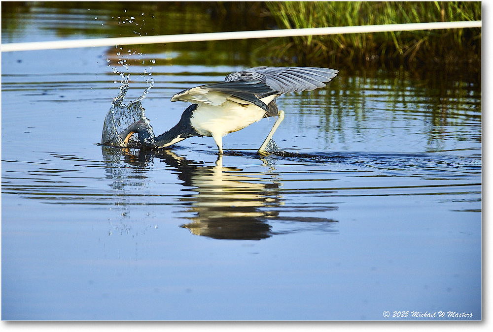 TricolorHeron_ChincoteagueNWR_2025Jun_R5C04739