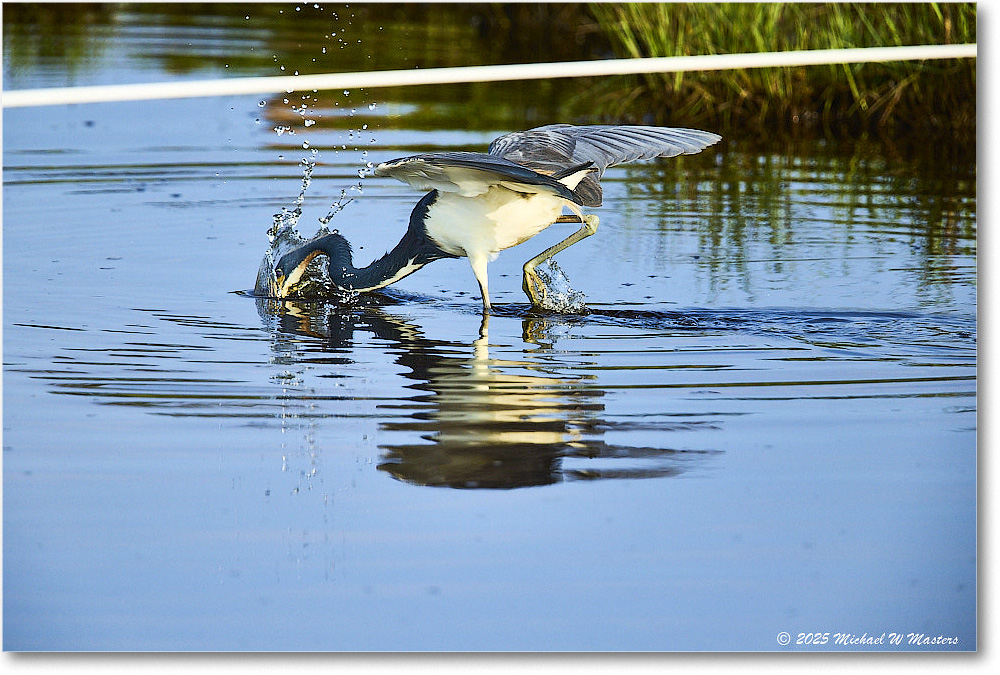 TricolorHeron_ChincoteagueNWR_2025Jun_R5C04740