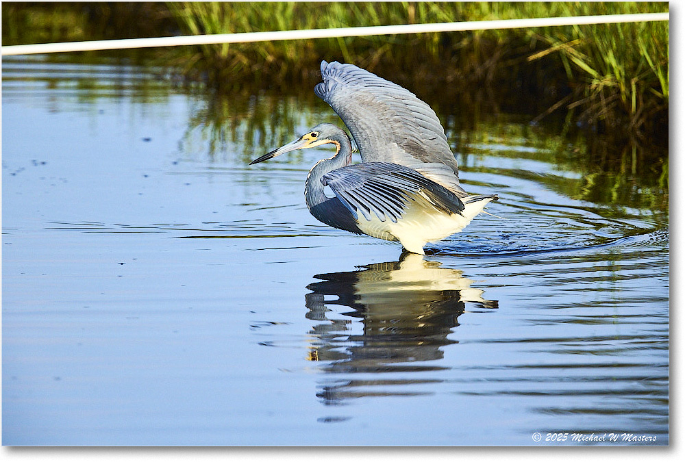 TricolorHeron_ChincoteagueNWR_2025Jun_R5C04753