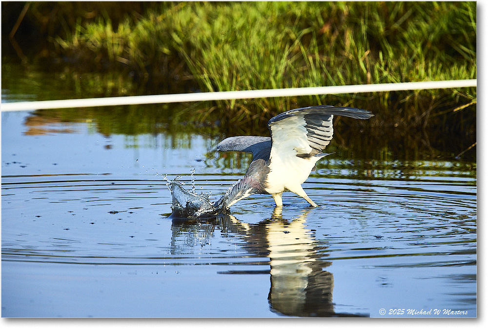 TricolorHeron_ChincoteagueNWR_2025Jun_R5C04792