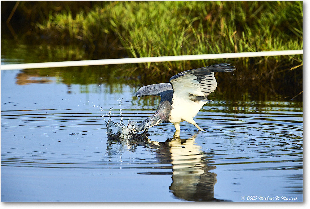 TricolorHeron_ChincoteagueNWR_2025Jun_R5C04793