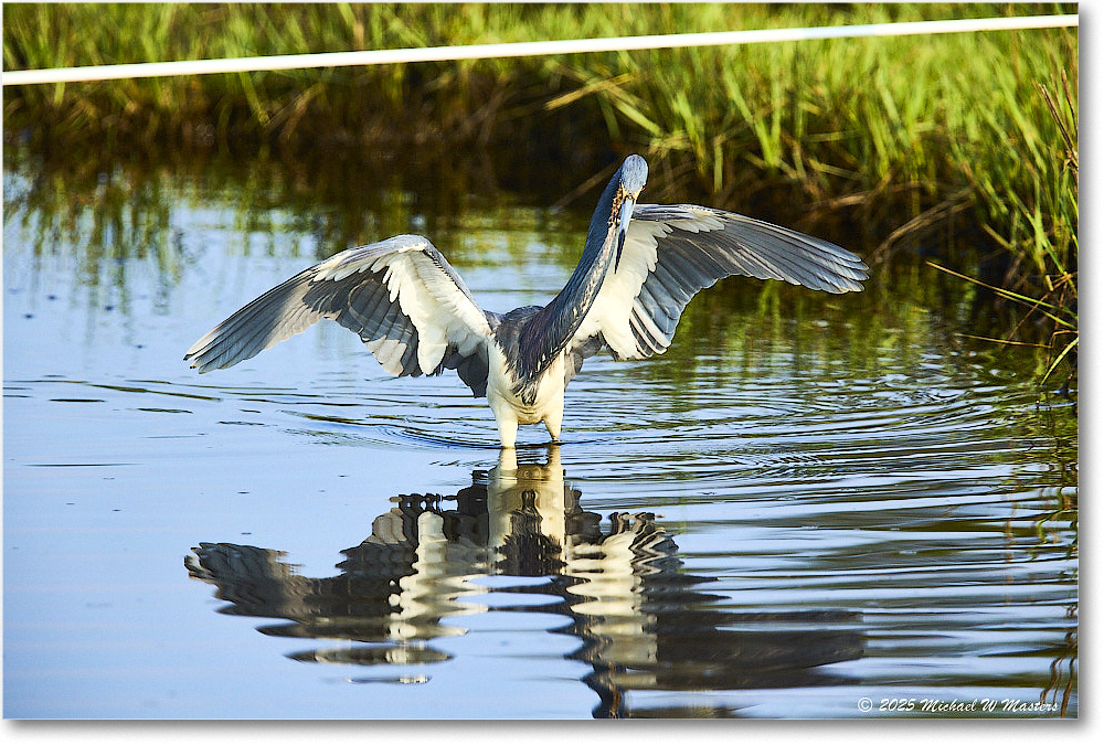 TricolorHeron_ChincoteagueNWR_2025Jun_R5C04819