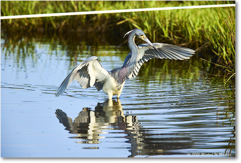 TricolorHeron_ChincoteagueNWR_2025Jun_R5C04827
