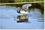 TricolorHeron_ChincoteagueNWR_2025Jun_R5C04728