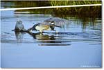 TricolorHeron_ChincoteagueNWR_2025Jun_R5C04737