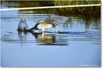 TricolorHeron_ChincoteagueNWR_2025Jun_R5C04738