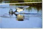 TricolorHeron_ChincoteagueNWR_2025Jun_R5C04739
