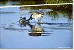 TricolorHeron_ChincoteagueNWR_2025Jun_R5C04740