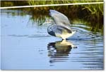 TricolorHeron_ChincoteagueNWR_2025Jun_R5C04753
