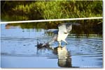 TricolorHeron_ChincoteagueNWR_2025Jun_R5C04792