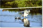 TricolorHeron_ChincoteagueNWR_2025Jun_R5C04793