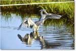 TricolorHeron_ChincoteagueNWR_2025Jun_R5C04827