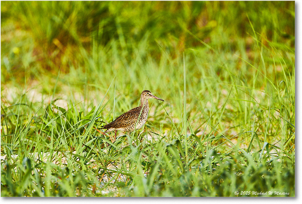 Willet_Assateague_2025Jun_R5D01684