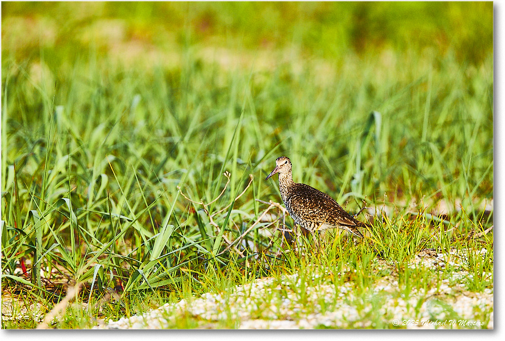 Willet_Assateague_2025Jun_R5D01685