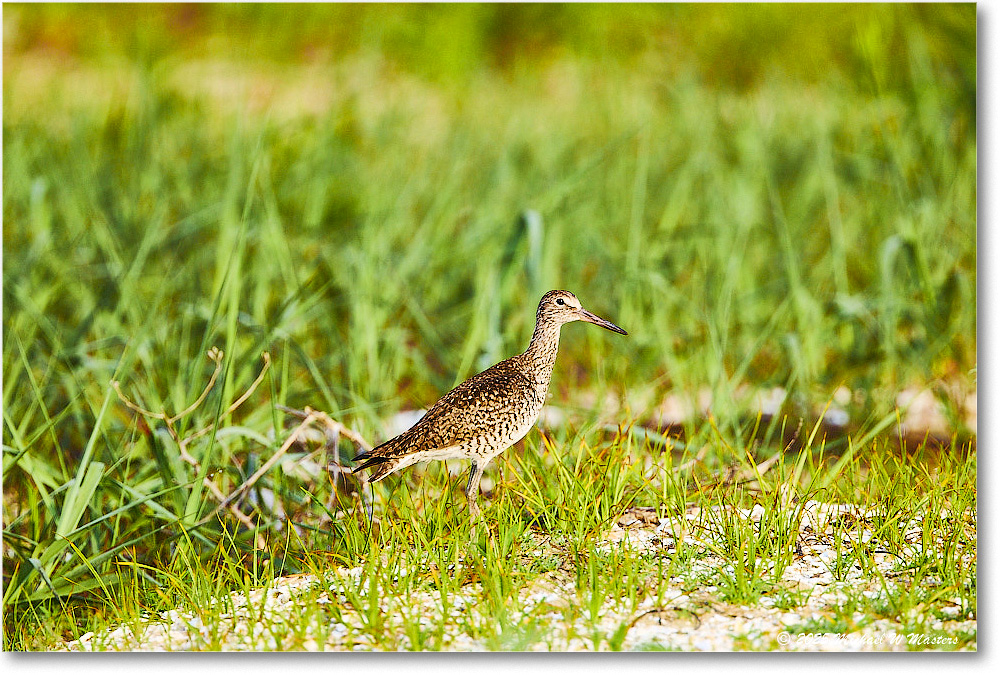 Willet_Assateague_2025Jun_R5D01686
