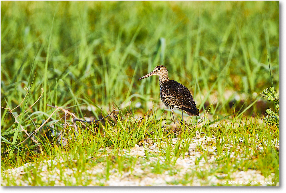 Willet_Assateague_2025Jun_R5D01687
