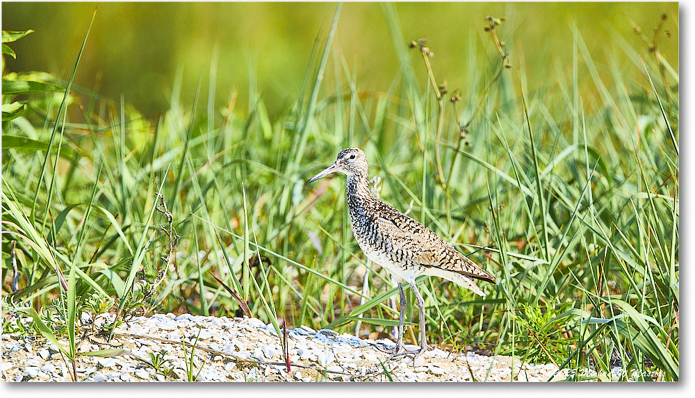 Willet_Assateague_2025Jun_R5D01772