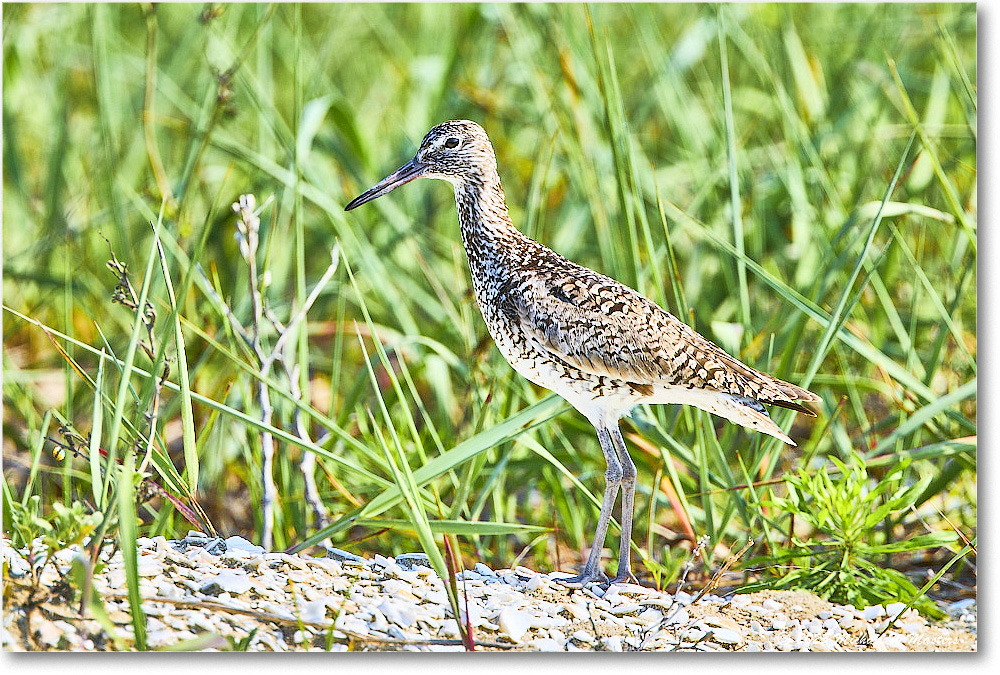 Willet_Assateague_2025Jun_R5D01783