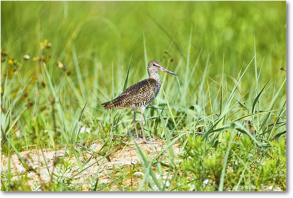 Willet_Assateague_2025Jun_R5D01990