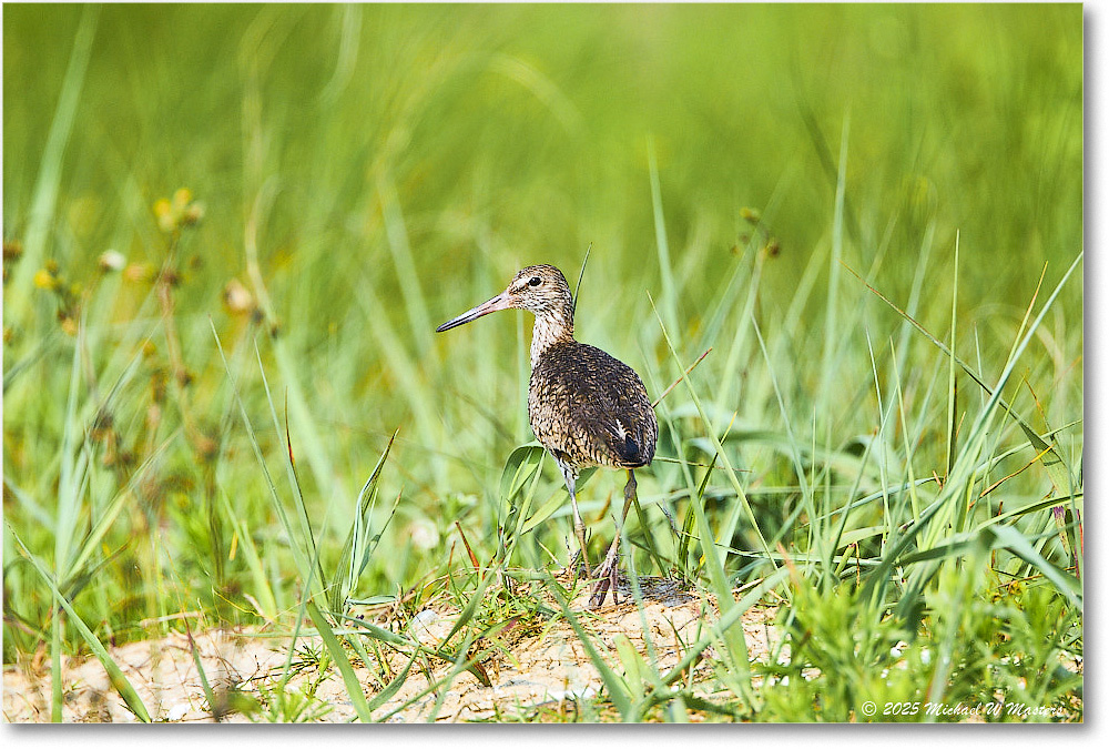 Willet_Assateague_2025Jun_R5D01992